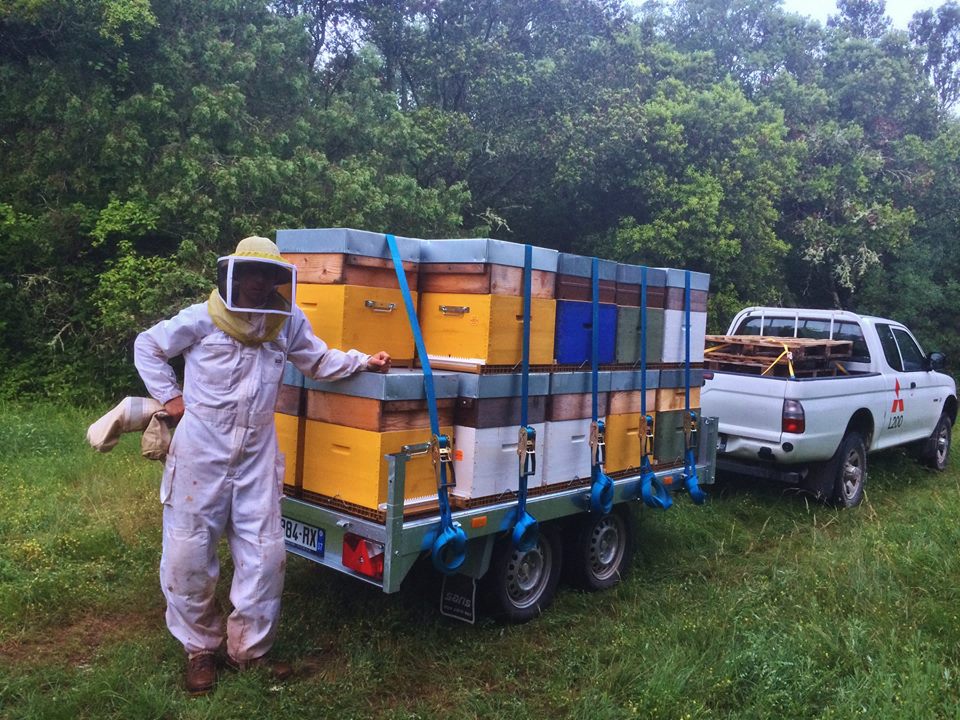 Transhumance ruches